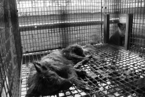 FUR FREE ASIA